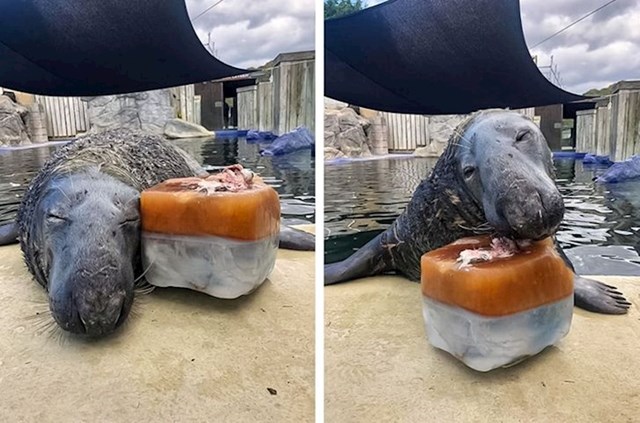 Dobri ljudi iz utočišta za morske životinje spasili su ovog tuljana dva puta i napravili mu ledenu tortu s ribama za njegov 31. rođendan