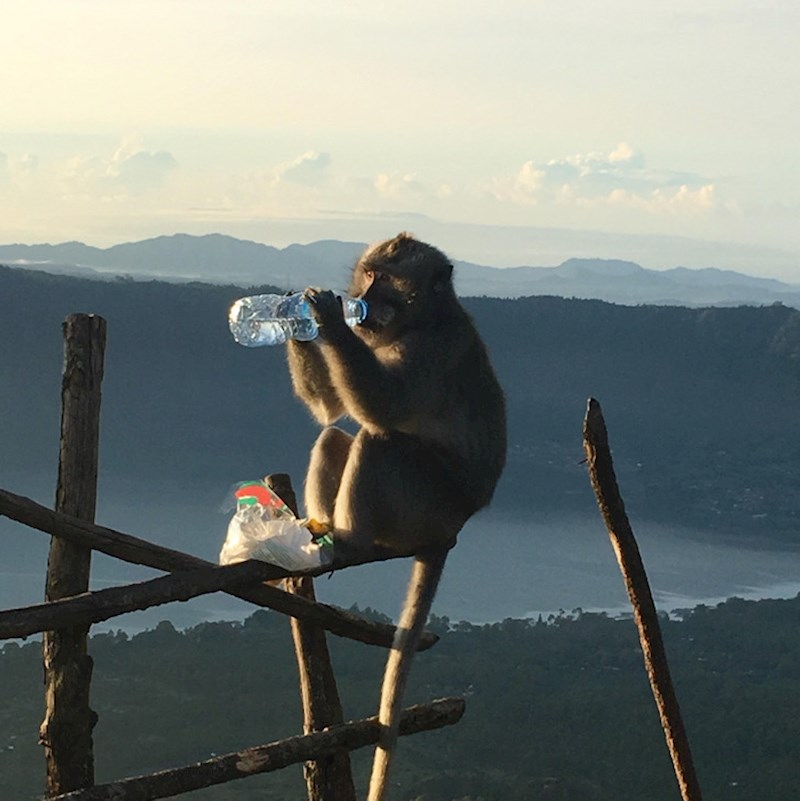 Planinarili smo na jedan baš vruć dan, kad smo stigli makmun mi je ukrao vodu i popio je ispred mene