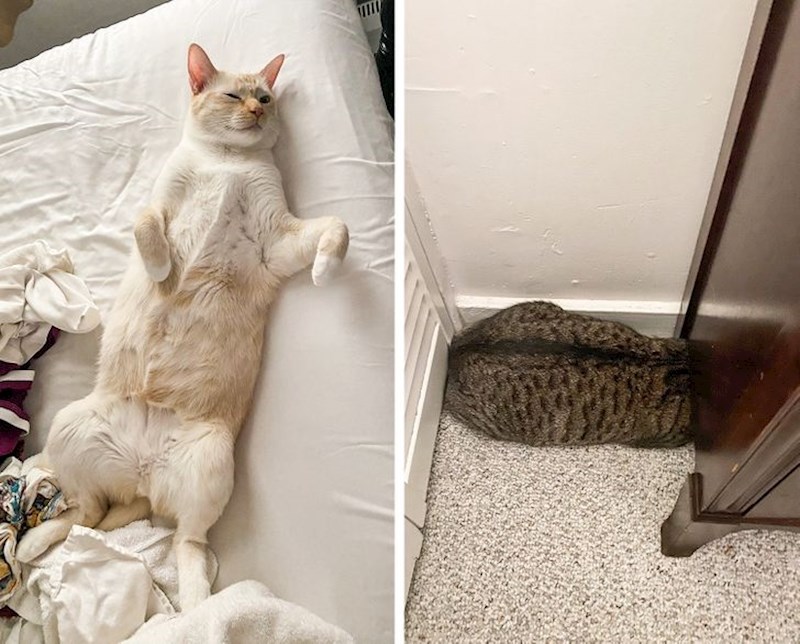 Dvije vrste kućnih mačaka