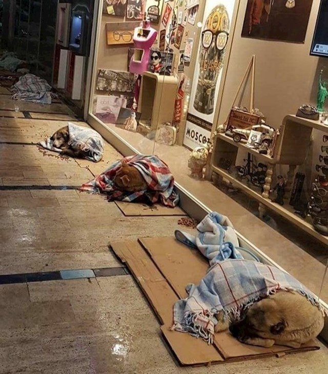Mještani za vrijeme lošeg vremena pokrivaju pse lutalice pokrivačima.