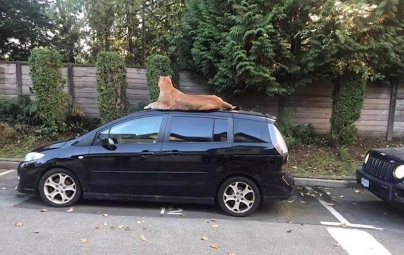 "Slikano u mom dvorištu"