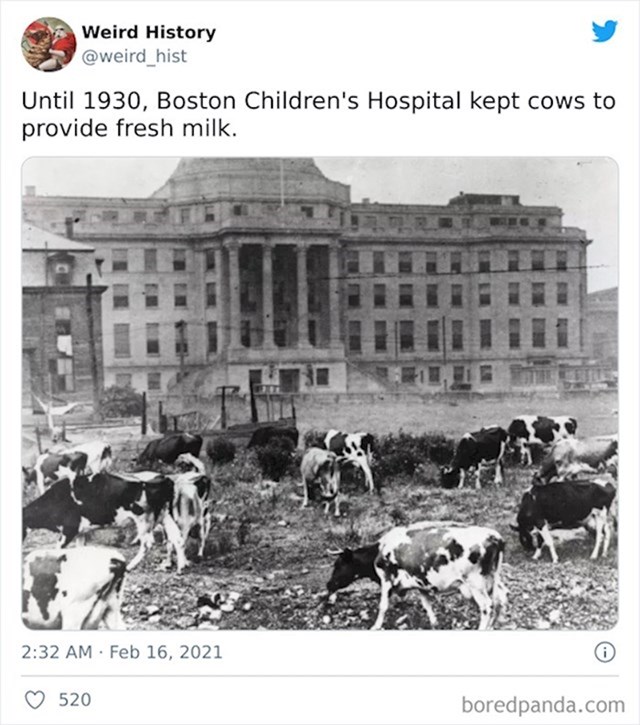 Sve do 1930. dječja bolnica u Bostonu uzgajala je krave kako bi imali mlijeka za djecu