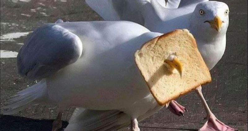 Urnebesne fotografije životinja koje su toliko loše da su presmiješne