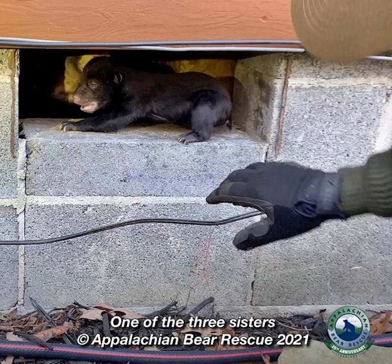 Međutim, mladunčad je sada ostala bez mame koja je pobjegla