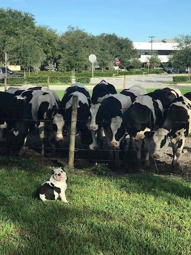 Bio je zbunjen kad je vidio krave koje izgledaju kao on.