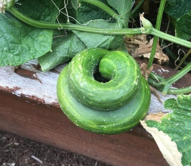 Spiralni krastavac mi je narastao u vrtu, izgleda kao zmija