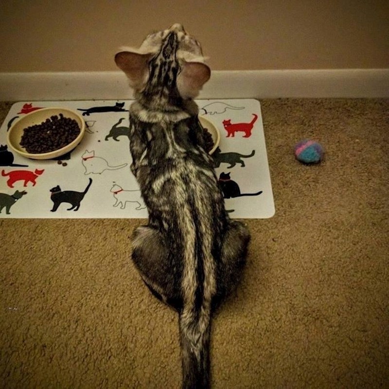 Mačka koja ima mač na leđima