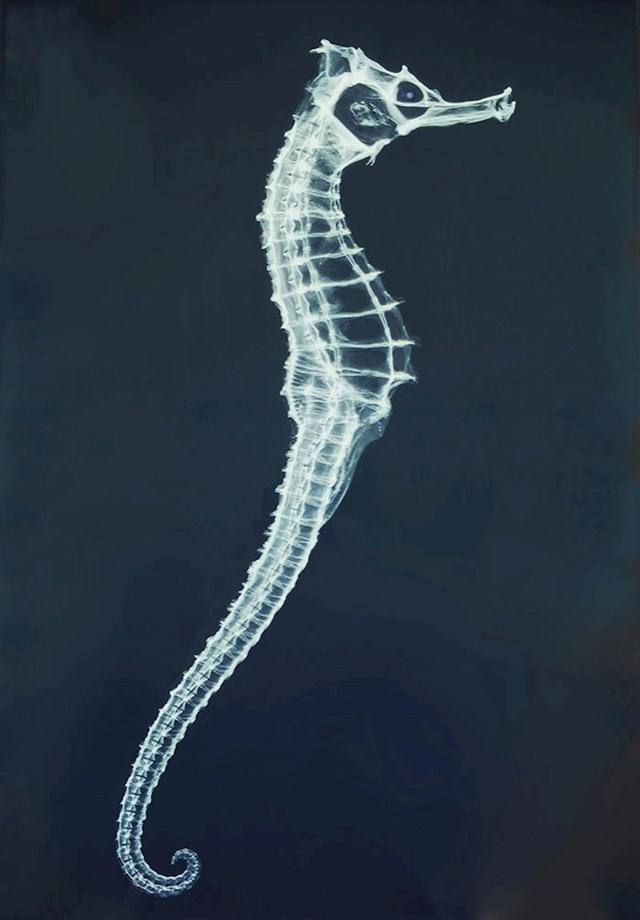 Rendgenska snimka morskog konjica, kost i koža