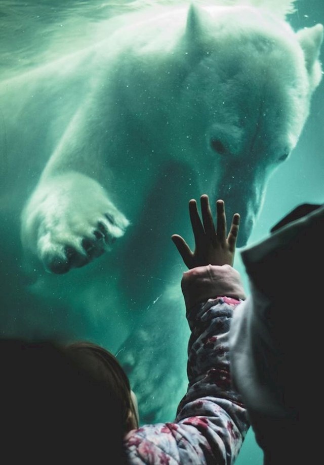 Polarni medvjed pozdravlja djevojčicu