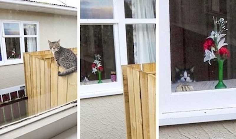 Mačka je bila šokirana kad je vidjela da njen vlasnik slika tuđu mačku...