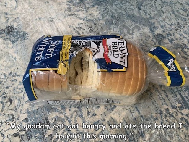 Mačka je ogladnila i pojela mi kruh kojeg sam jutros kupila