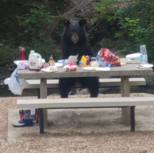 Ručak nam je prekinuo medvjed, sjeo na klupu i sve pojeo