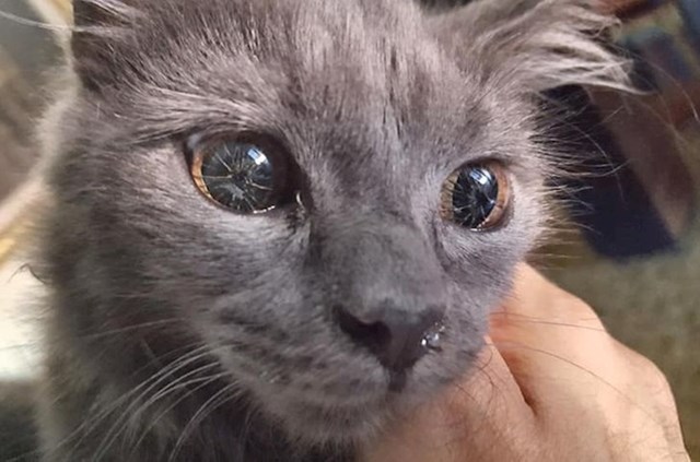 Mačka s mutacijom zbogg koje joj oči izgledaju jako čudno, ali vid joj je perfektan unatoč tome