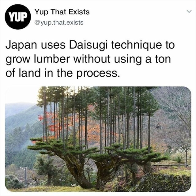 Japan koristi Daisugi tehniku za uzgoj drvne građe bez korištenja tone zemlje u tom procesu