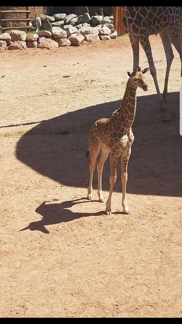 Žirafina sjena izgleda kao jednorog