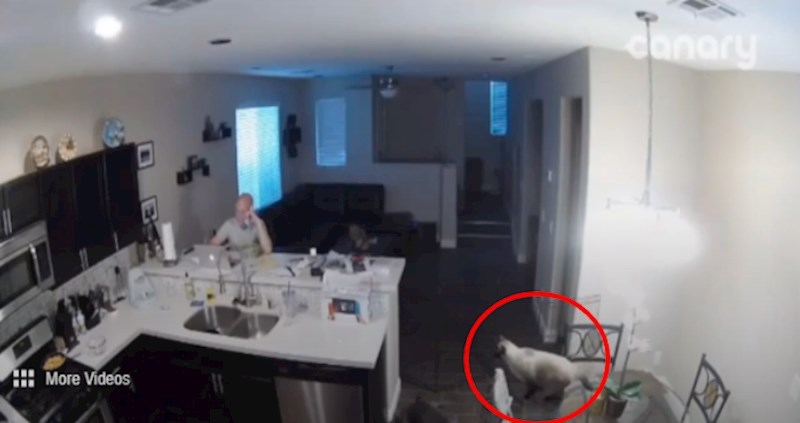 VIDEO Ova mačka upravo se sprema uništiti dan svom vlasniku, sljedeća scena je legendarna