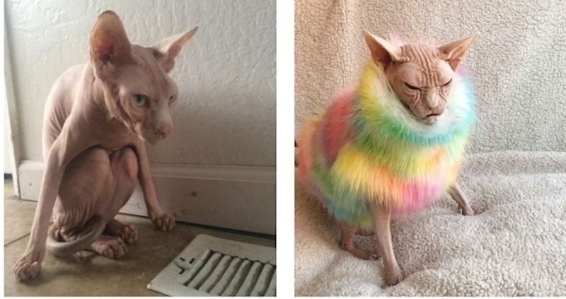 Što god mislili o njima, ovo su najljepši primjerci sfinks mačaka