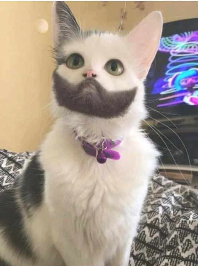 Maca s bradom!