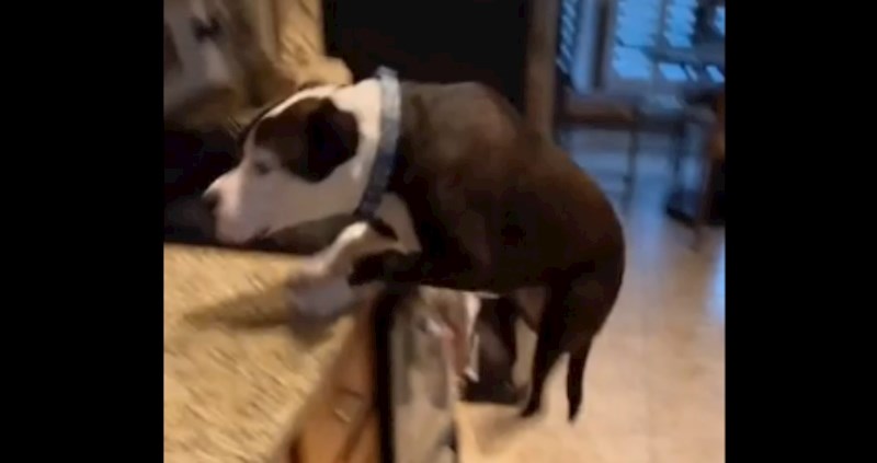 Evo što se dogodi kad pas odraste s mačkama