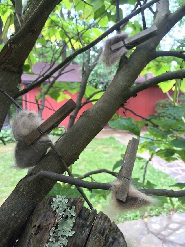 Moja baka ostavlja mačje dlake na stablu kako bi ih ptice uzele i iskoristile za gnijezdo