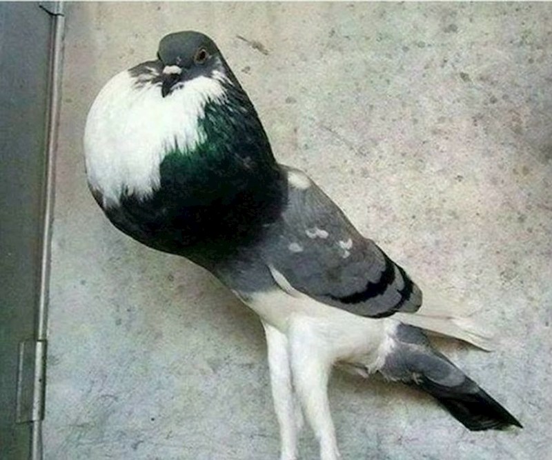 Kad si se već tri puta nakašljao na predavanju pa više ne želiš