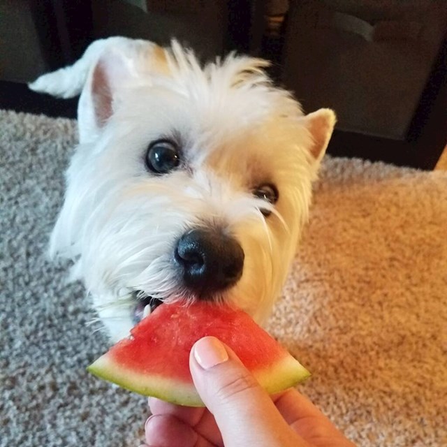 Pas koji obožava voće
