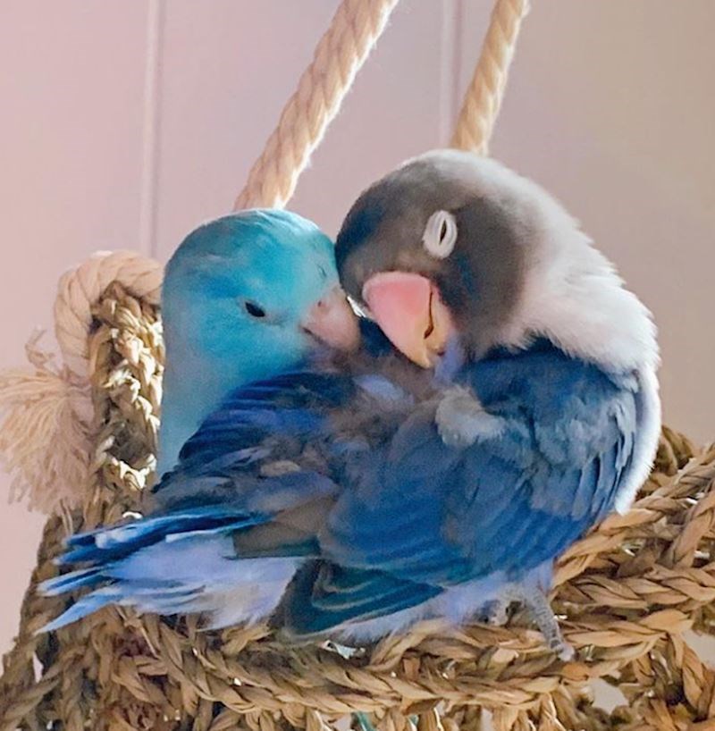 Ovo dvoje se baš jako vole