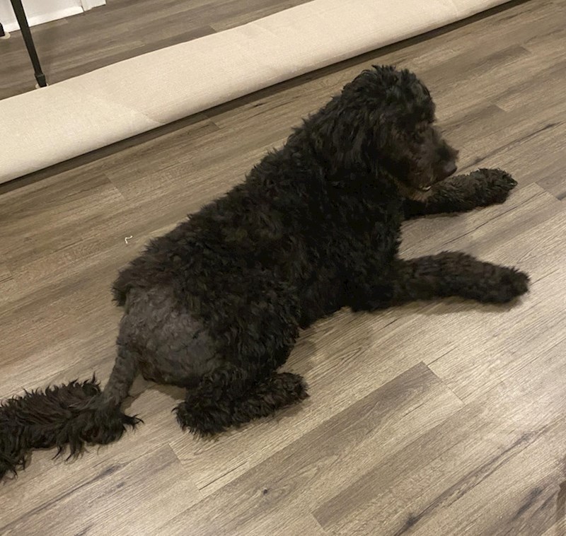 Aparat za šišanje se pokvario usred ljetnog šišanja