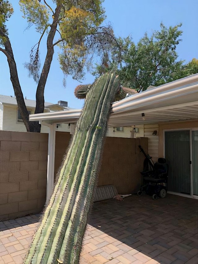 U Arizoni je zabranjeno posjeći Sauguaro kaktus pa je tako sinoć, ovaj primjerak od 4 i pol metra uništio moj krov