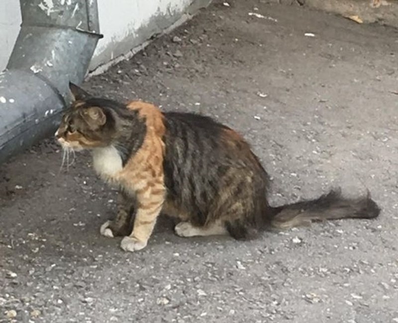 Maca koja kao da je sastavljena od dvije