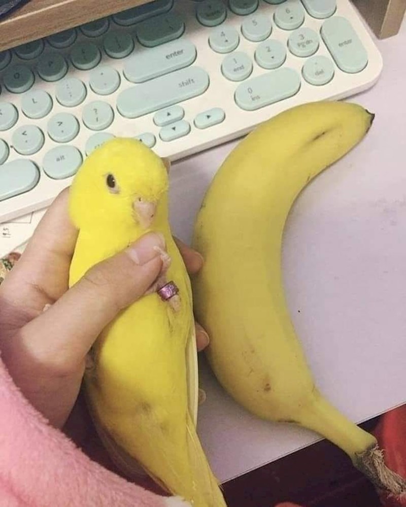 Pokušao sam ju oguliti, a  ona me ugrizla