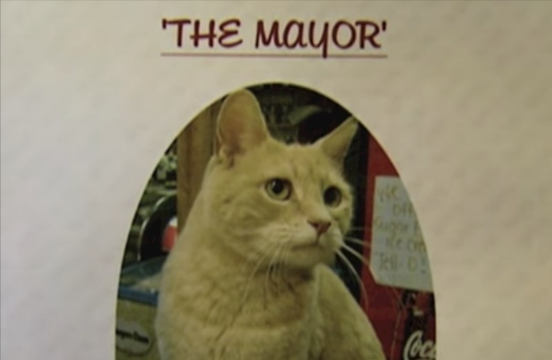 Ova mačka je 20 godina bila gradonačelnik grada Talkeetna na Aljasci