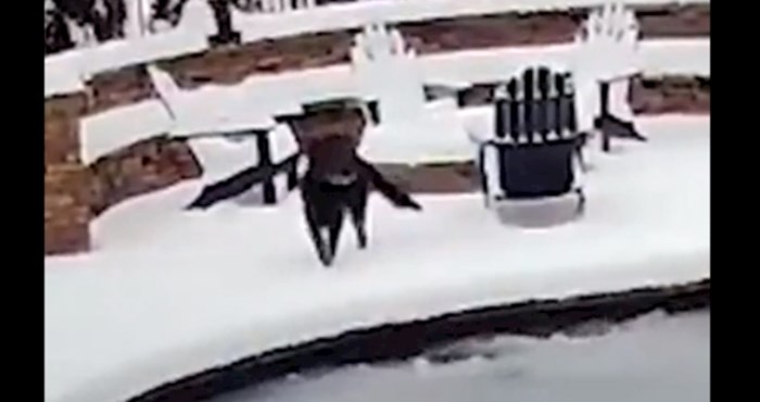 Nevjerojatan video: Pas je upao u smrznuti bazen, morate vidjeti reakciju vlasnice