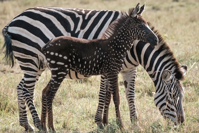 Mladunče ove zebre ima točkice.