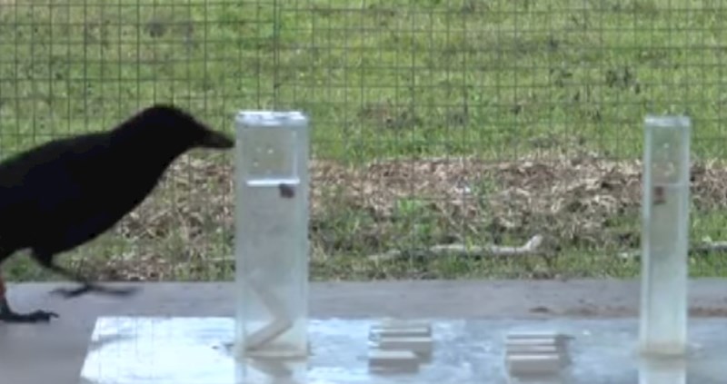 Nevjerojatno koji zadatak su ove vrane uspjele riješiti