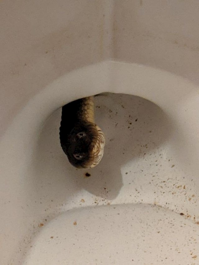 Živim u Australiji, dovoljno sam rekla