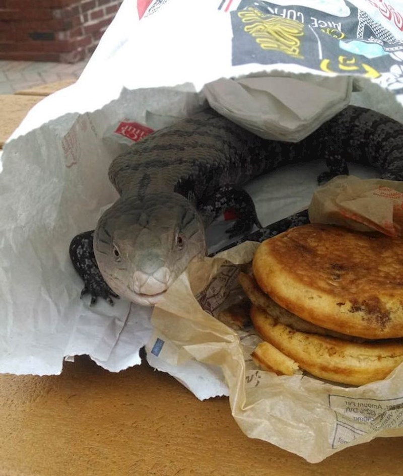 Kad u Australiji ostaviš hranu 5 minuta bez nadzora