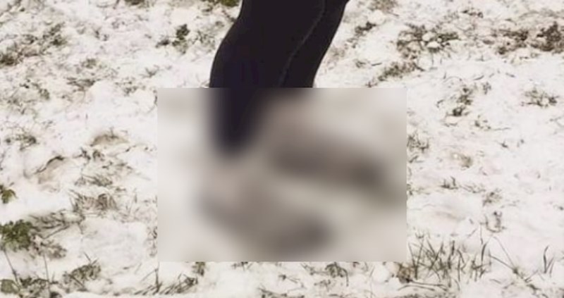 Ova fotka "dalmatinskih uggsica" je hit na Facebooku