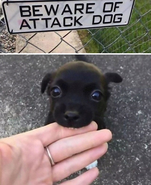 Oprez, oštar pas!