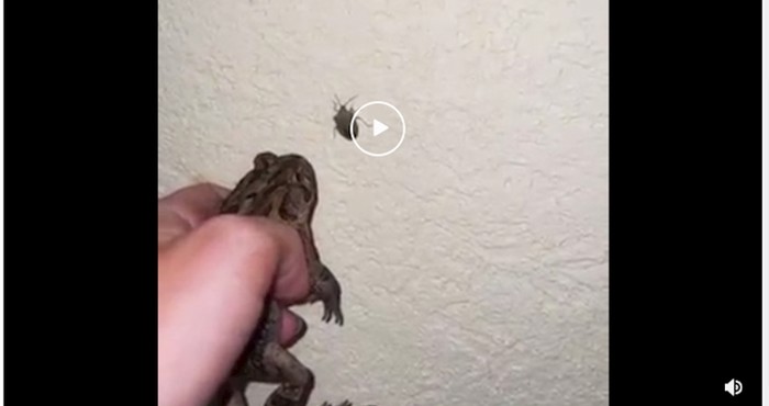 Mrzite insekte? Ovo rješenje će vas nasmijati do suza