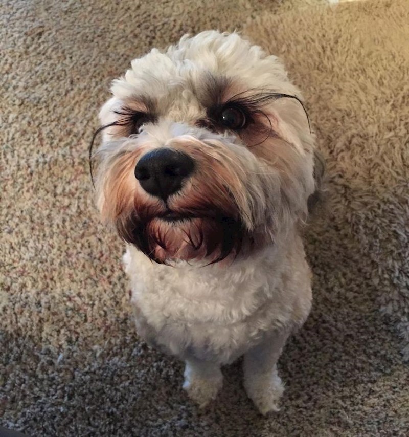 16. Pas s najdužim trepavicama