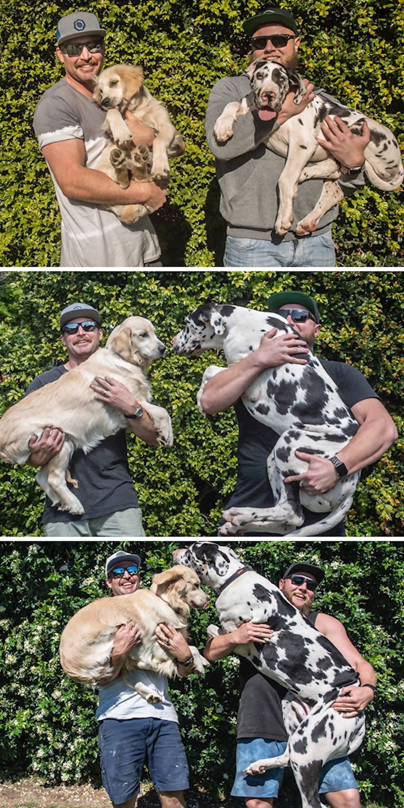 Naši psi s 3 mjeseca, 6 mjeseci i 12 mjeseci