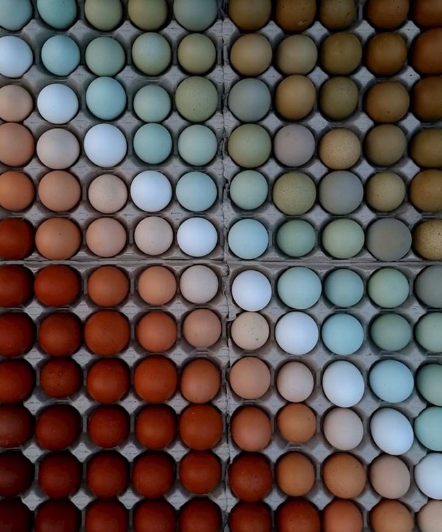 Domaća jaja složena po bojama.