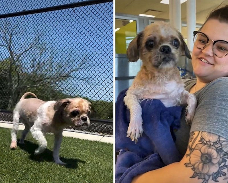 Simon je sada za rehabilitaciju i započeti proces opravka prije nego što bude spreman za udomljavanje