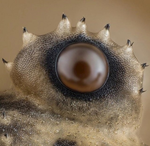 Ovo je paukovo oko slikano mikroskopom.