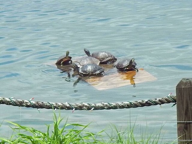 Moj djed je napravio plutajuću platformu za kornjače