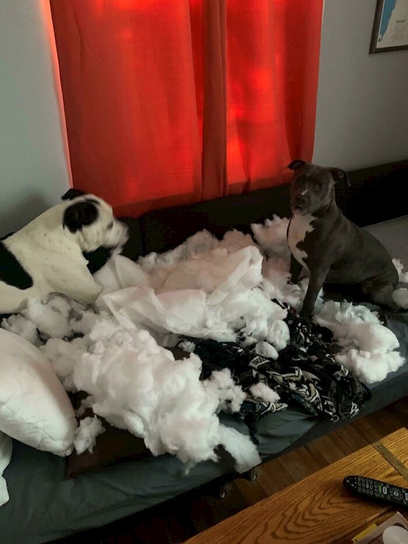 Dva mangupa su uništila kauč