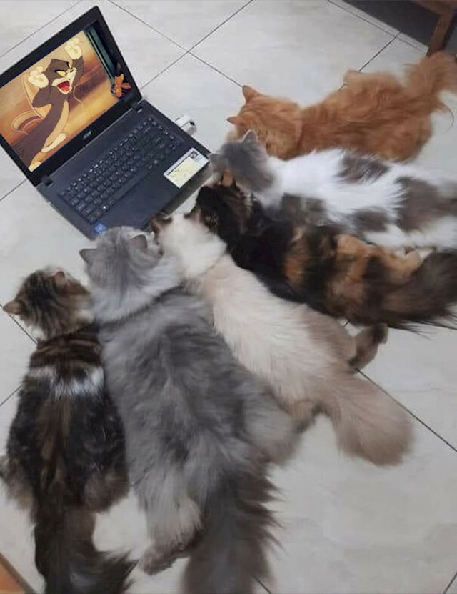 Gledaju triler