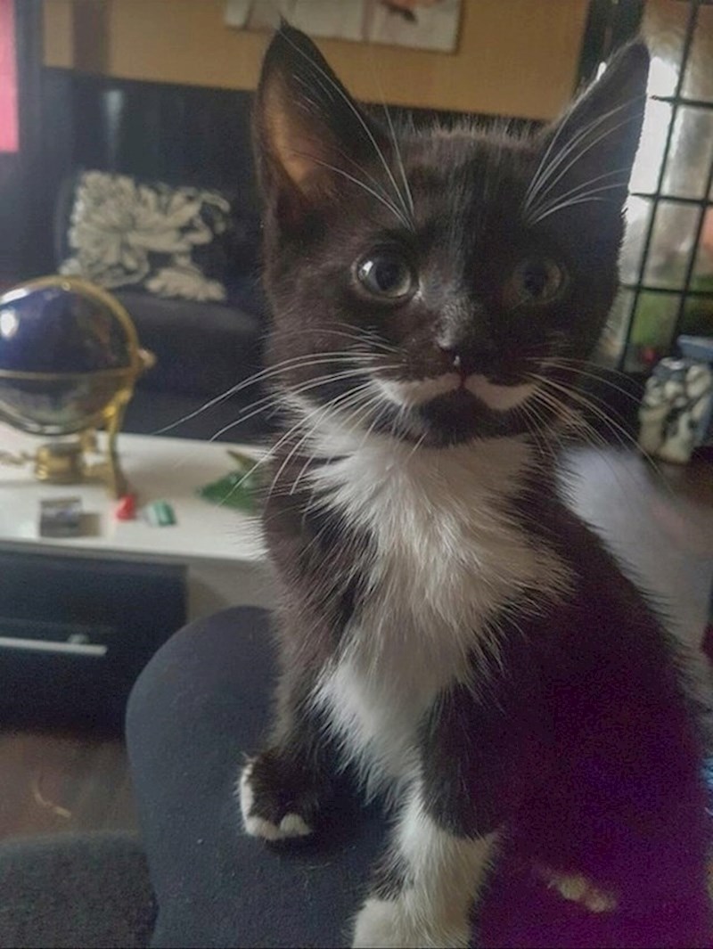 Priroda joj je podarila još jedne brkove