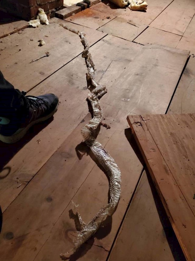 Pronašli su zmijsku kožu na tavanu